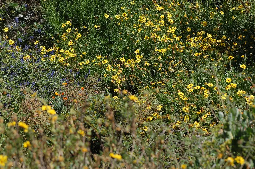 Yellow and purple native wildflowers blooming among green shrubs at Shipley Nature Center.